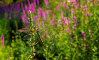 蜻蜓,植物,黄色,茎,都灵,草地,水平画幅,绿色,无人,夏天