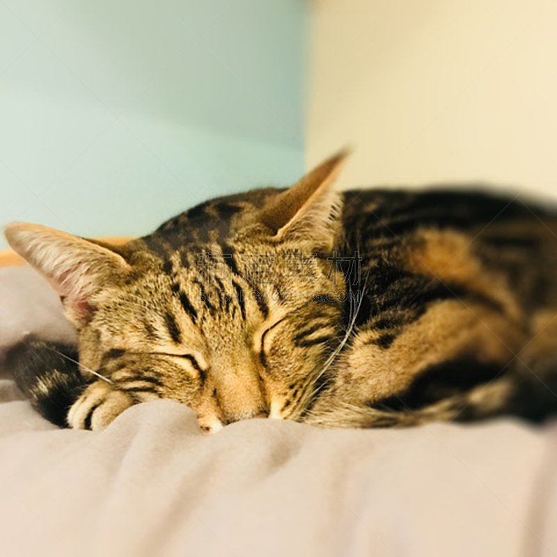 猫,猫呼噜,可爱的,一个物体,好奇心,英国,哺乳纲,猫科动物,小的,柔和色