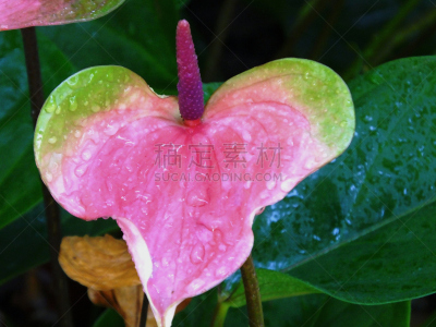 花烛属,火烈鸟百合,肉穗花序,自然,植物,雨,水平画幅,绿色,无人,雨滴