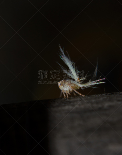 飞虱,大特写,垂直画幅,美,无人,纤维,生物学,特写,人的眼睛,害虫