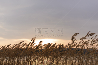 舞杖,芦苇,水,天空,褐色,风,水平画幅,无人,户外,干的