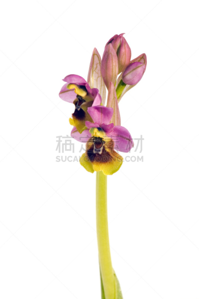 兰花,锯蝇,阿拉比达自然公园,垂直画幅,无人,白色背景,背景分离,野生植物,特写,两个物体