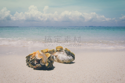 贝壳,海滩,indopacific ocean,普吉岛,水,天空,沙子,纯净,夏天,热带气候