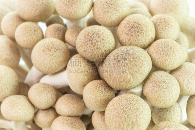 姬菇,食用菌,褐色,山毛榉树,蔬菜,清新,背景分离,食品,成分,拿着