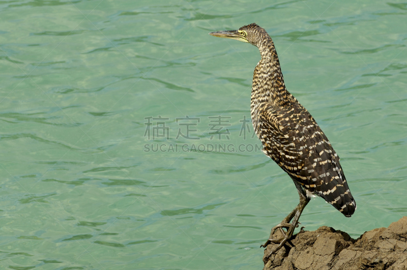 裸喉老虎鹭,巴拿马,自然,野生动物,水平画幅,无人,全身像,鸟类,野外动物,户外