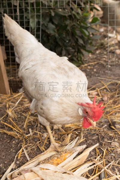 鸡,鸡笼,自然美,过时的,农业,乡村,古老的,法国,垂直画幅,图像