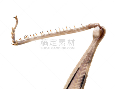 足,白色背景,蚱蜢,白色,哈萨克斯坦,背景分离,野生动物,风景,风景线拱,图像