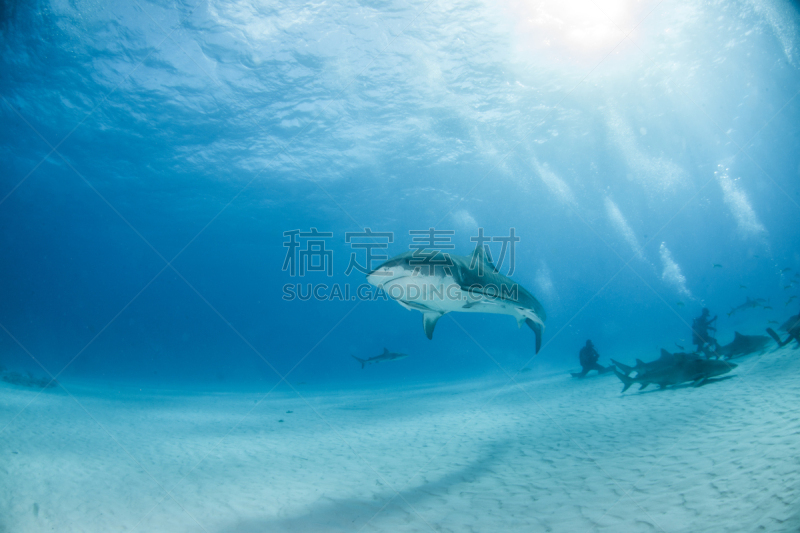 巴哈马国,虎鲨,深的,动物主题,运动,海洋生命,热带气候,野生动物,鲨鱼,动物