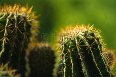 仙人掌,桶仙人掌,芳香的,下水塞,装管,荆棘,尖利,夏天,干的,室内植物