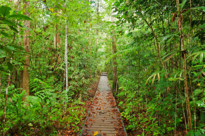 塔曼尼加拉国家公园,公园,水平画幅,研磨食品,热带雨林,旅行者,户外,马来西亚,白人,雨林
