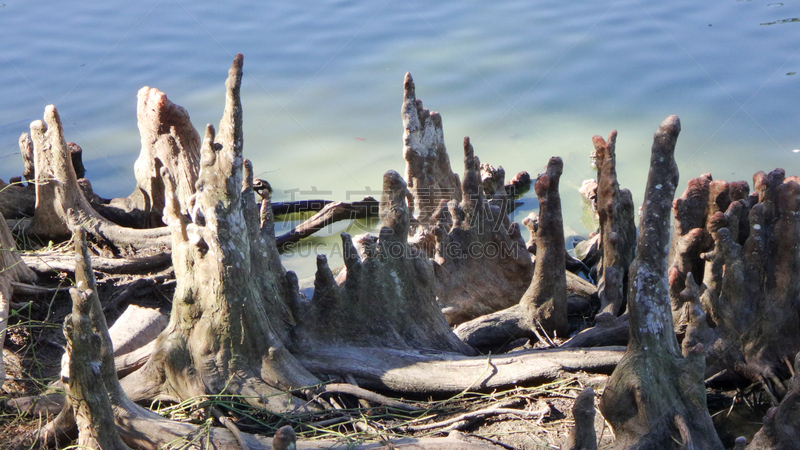 Cypress stumps in the water