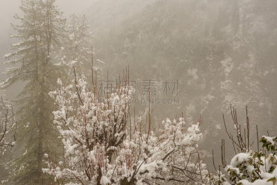 冬天,山脉,雪,干的,草,前景聚焦,地形,植物群,非都市风光,户外