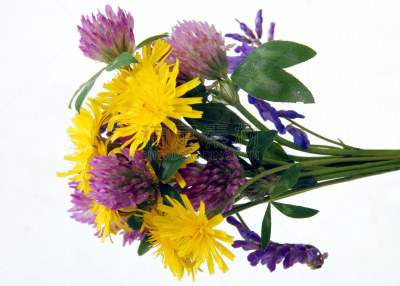 特写,花束,野花,垂直画幅,cow野豌豆,无人,蚕豆属,三叶草,野生植物,仅一朵花