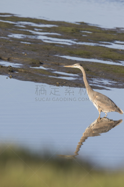 蓝色苍鹭,博尔萨奇卡生态保护区,享廷顿滩,苍鹭,自然,垂直画幅,野生动物,美国,无人,鸟类