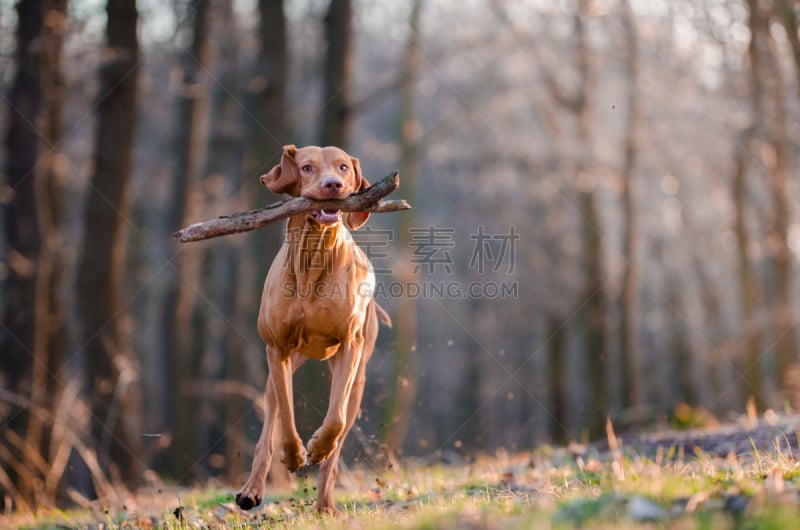 维希拉猎犬,美,褐色,水平画幅,夏天,户外,波音达猎犬,图像,猎犬,哺乳纲