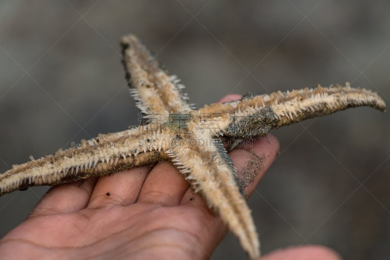 星形,棘皮动物,海星,社区,教室,公亩,水,壶腹,脆性海星,水平画幅