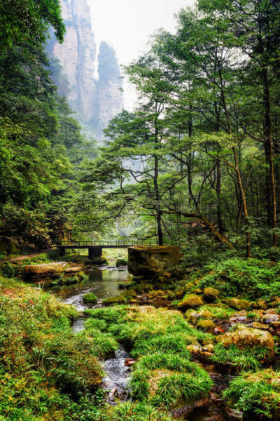 树林,绿色,风景,河流,桥,垂直画幅,公园,无人,夏天,户外