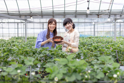 草莓,图像,留白,夏天,采果器,仅成年人,明亮,农作物,青年人