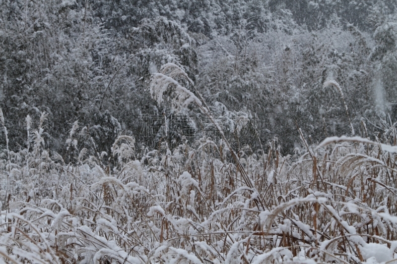 雪,田地,冬天,京都府,草地,水平画幅,无人,户外,芒草,白色