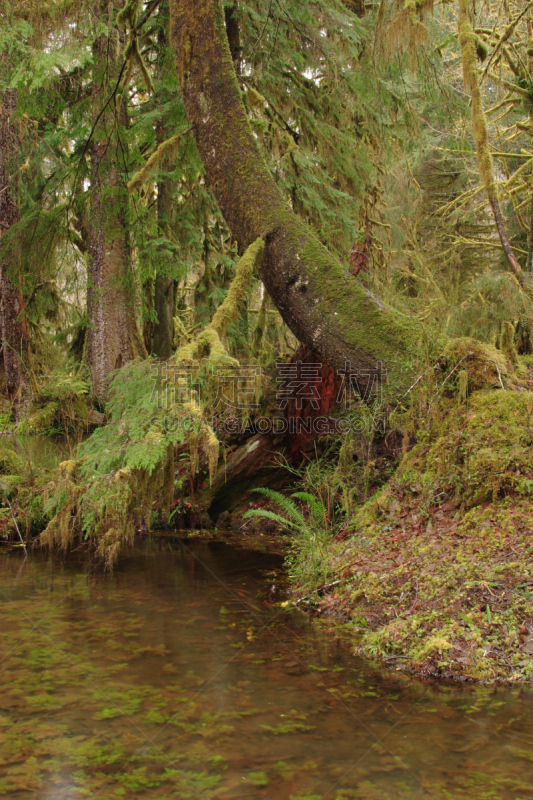 枫树,小路,林间空地,quinault rainforest,奥林匹克国家公园,奥林匹克山,自然,垂直画幅,水,无人