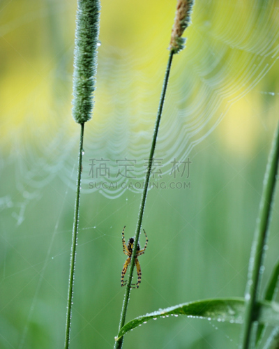 蜘蛛,草,垂直画幅,蜘蛛网,动物身体部位,蜘蛛纲,户外,耶稣降生,断纹金蛛,球体