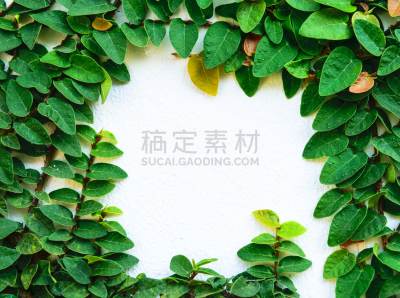 墙,爬行无花果,母球,边框,艺术,水平画幅,无人,室内植物,常春藤