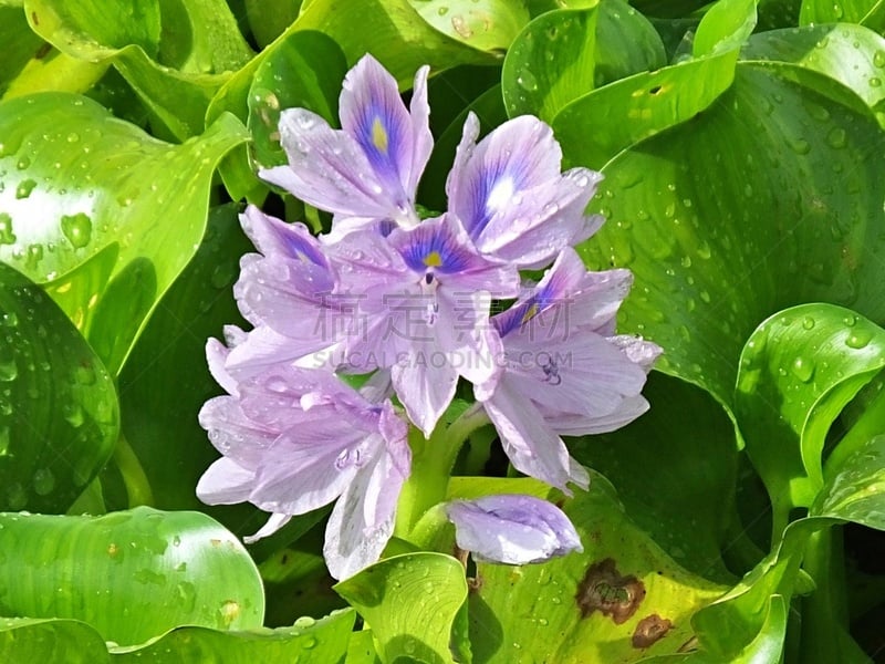 佛罗里达,凤眼莲,雨滴,湿地,自然,鲜花盛开,紫色,图像,花朵,美国