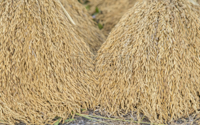 稻田,稻,特写,茎干植物,在普鲁拉的种植园,短马鞭,蛋白棒,野兔