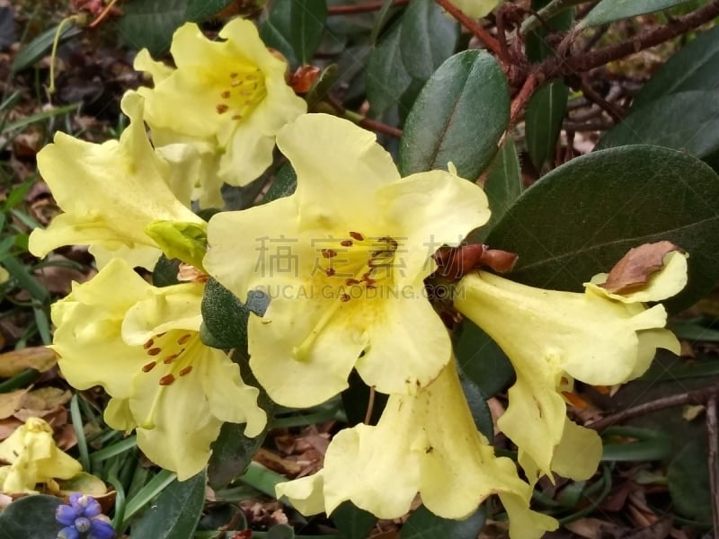 Rhododendron simsii is a rhododendron species native to East Asia, where it grows at altitudes of 500–2700 meters. Flowers range from white, red and yellow.  Grows well in California .