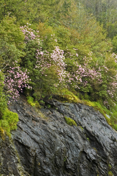 蓝岭公路,春天,北卡罗来纳,早晨,皮撒国家森林公园,阔叶树,垂直画幅,枝繁叶茂,无人,田纳西