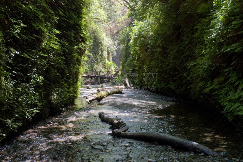 羊齿峡谷,德劳特卡斯特州立公园,humboldt county,国际生物圈保护区,原生林,办公室,休闲活动,水平画幅,无人,泥土