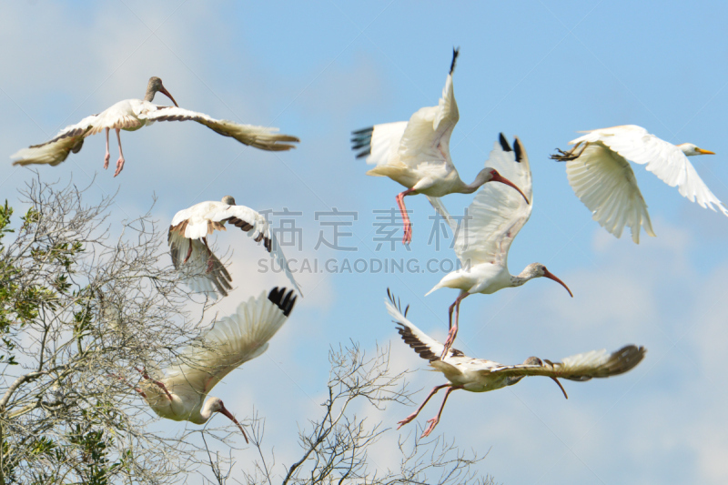 白朱鹭,朱鹭,自然,野生动物,水平画幅,鸟类,墨西哥湾沿岸国家,佛罗里达,自然美,摄影