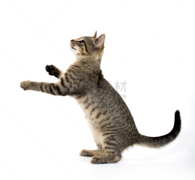 可爱的,小猫,斑纹猫,动物扑击,水平画幅,嬉戏的,猫科动物,爪子,白色背景,动物身体部位