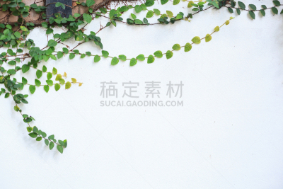 爬行无花果,园林,园艺,围墙,有蔓植物,灌木,无花果,地形,覆盖,树