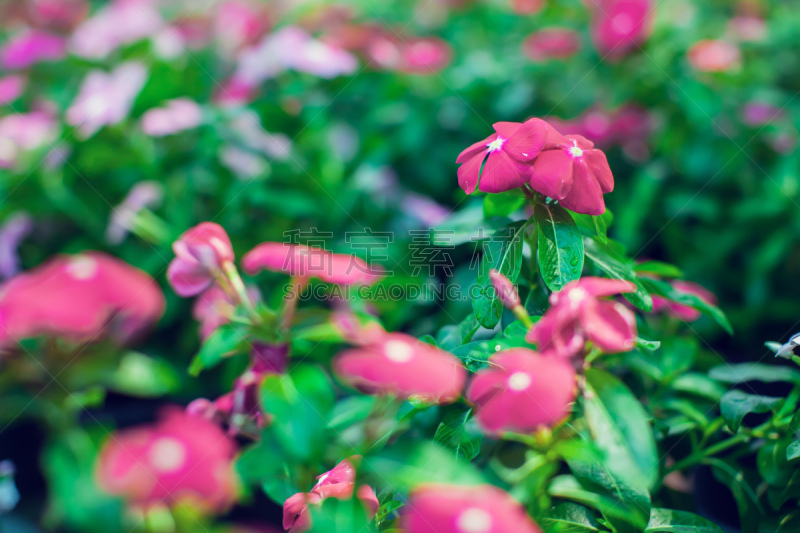 凤仙花属植物,多色的,背景,菜园,纹理,美,水平画幅,无人,夏天,特写