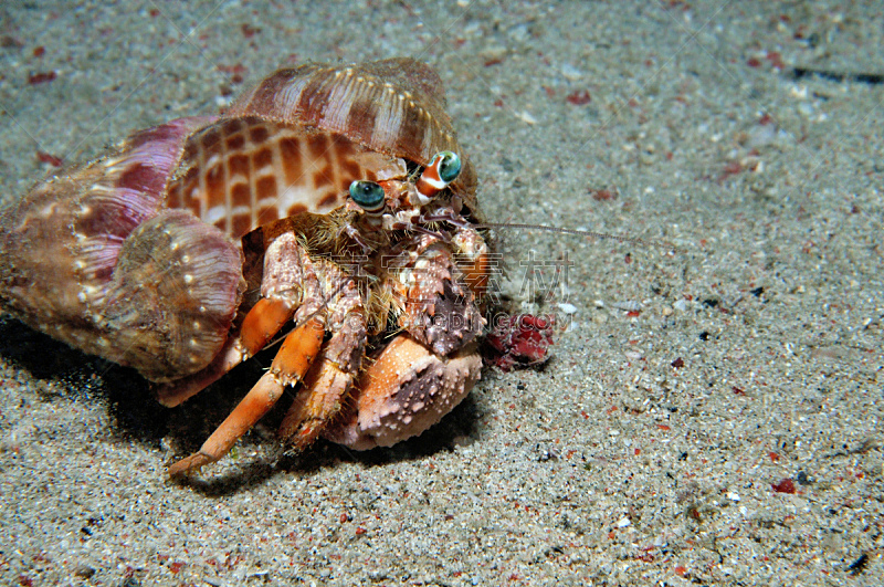 重的,海葵,共生关系,海螺,螃蟹,爪,垃圾,水平画幅,沙子,无人