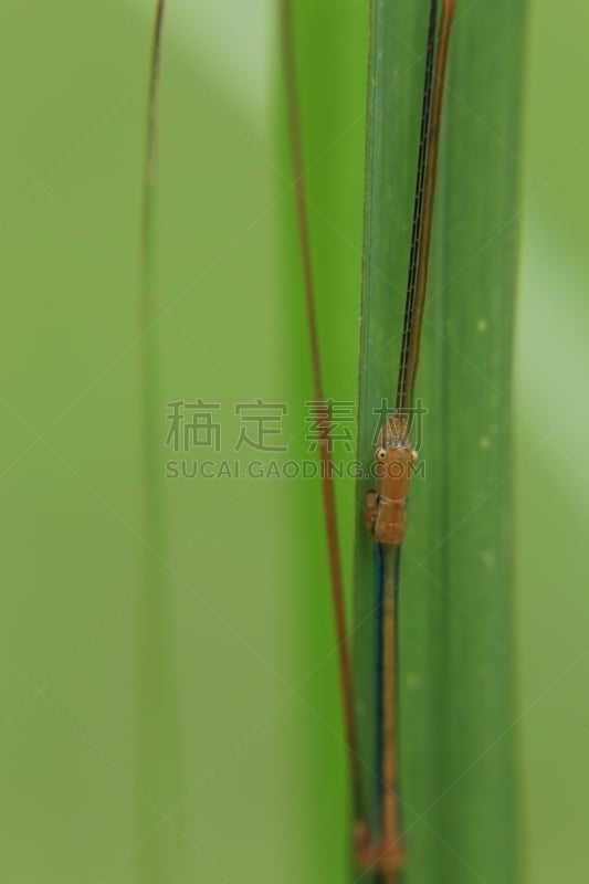 巨大的,荆棘,竹节虫,自然,垂直画幅,正面视角,单性生殖,褐色,登山杖,野生动物