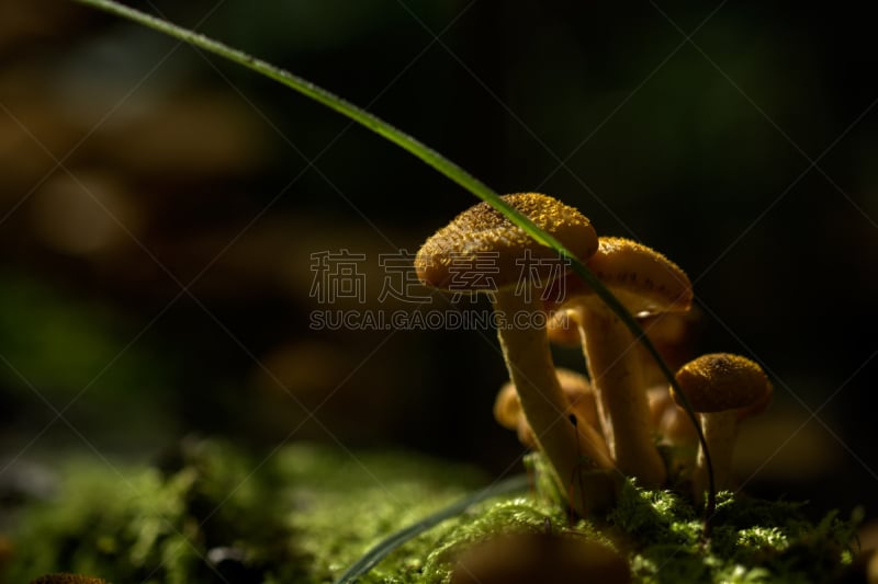 蜂蜜,蘑菇,森林,苔藓,夏天,瓷样伞菇,草,图像,食用菌,真菌