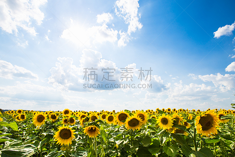 向日葵,夏天,天空,地形,蓝色,农业,调味品,农场,农舍,植物