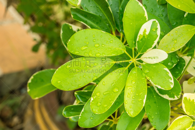 叶子,遮阳伞,皇后伞树,自然,水平画幅,无人,室内植物,华丽的,室内,常绿树