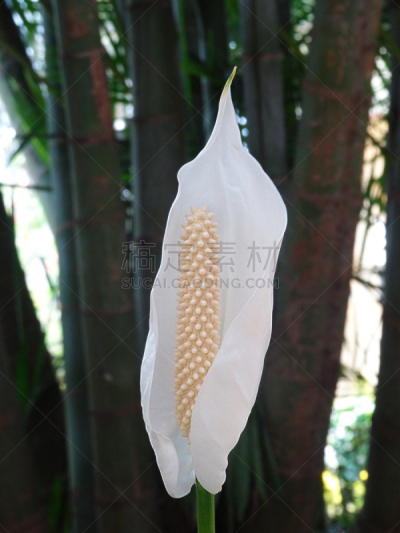 花烛属,肉穗花序,垂直画幅,绿色,雄蕊,无人,户外,仅一朵花,白色,植物