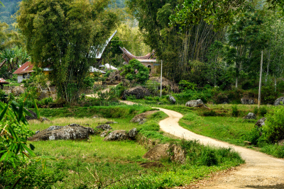 乡村,路,塔纳托拉雅,水平画幅,山,无人,户外,水稻梯田,草,苏拉威西