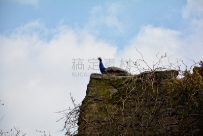 孔雀,石墙,古老的,请回避记号,孔雀羽毛,蓝色背景,美,公园,水平画幅,砖墙