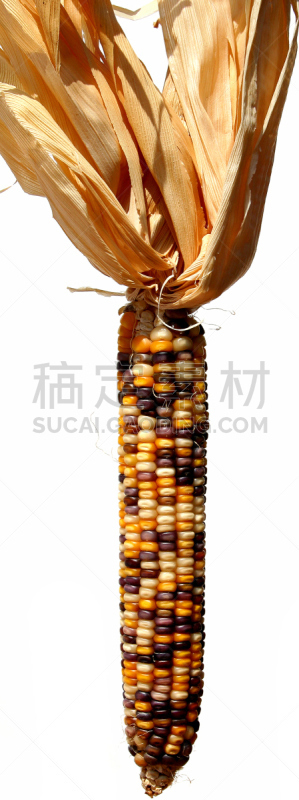 印第安玉米,垂直画幅,秋天,无人,全景,白色背景,玉米,背景分离,影棚拍摄,农作物