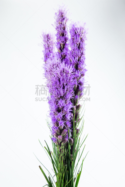 liatris on white background