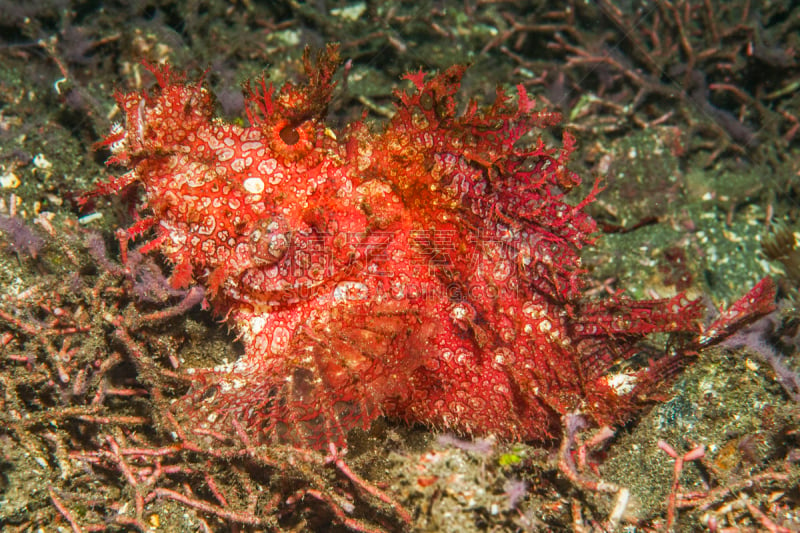 marlet's scorpionfish,水平画幅,动物身体部位,pectoral fin,野外动物,动物脊骨,海底,底栖生物带,触须,动物鳍