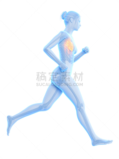 女性,人类心脏,垂直画幅,四肢,形状,绘画插图,科学,腿,计算机制图,计算机图形学