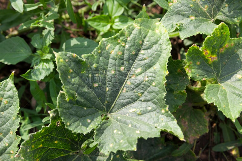 叶子,绿色,黄瓜,美,水平画幅,泥土,夏天,户外,干的,特写