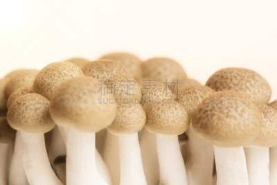 姬菇,牛肝菌,孢子,褐色,水平画幅,无人,山毛榉树,生食,特写,东方食品