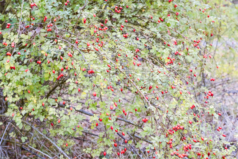 Hips bush with ripe berries. Berries of a dogrose on a bush. Fruits of wild roses. Thorny dogrose. Red rose hips.